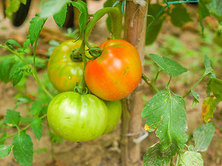 Image showing Tomato