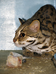 Image showing Ocelot