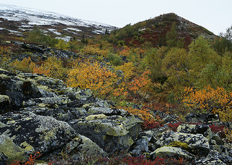 Image showing Autumn in Iolga-tundra