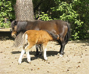 Image showing Pony