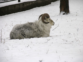 Image showing Mountain sheep