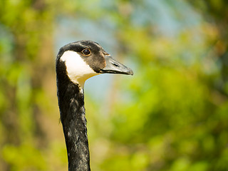 Image showing Canada Goose Head