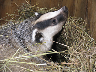 Image showing Badger
