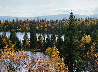 Image showing Autumn in Iolga-tundra 5