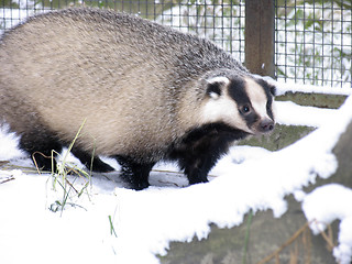 Image showing Badger on the snow