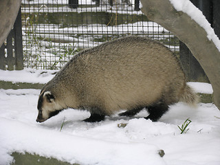 Image showing Badger on the snow