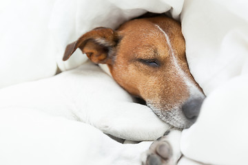 Image showing dog sleeping