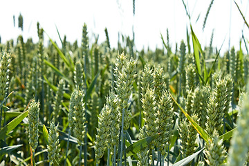 Image showing Green ripening wheat ears