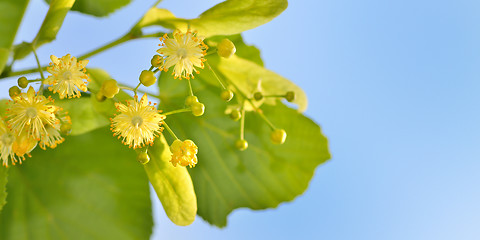 Image showing Branch of lime flowers in garden