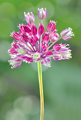 Image showing clover flower