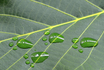 Image showing footprints of animal on walnut green leaf