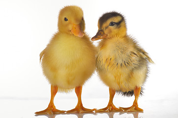 Image showing Two ducklings isolated on white