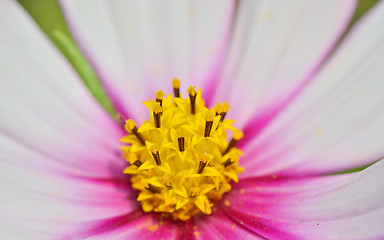 Image showing macro yellow pistil