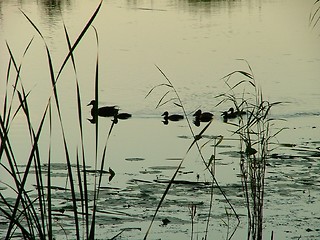Image showing ducks swimming