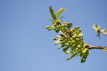 Image showing apple tree branch green leaves buds sky background 