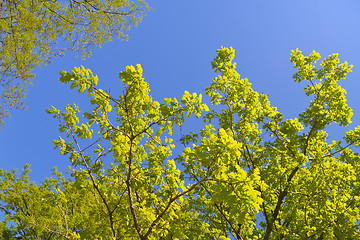 Image showing Leafs on blue sky.