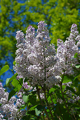 Image showing Branch of lilac.