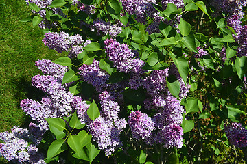 Image showing Blue lilac bush.