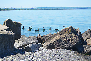 Image showing Canada geese.