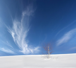 Image showing Snow and tree