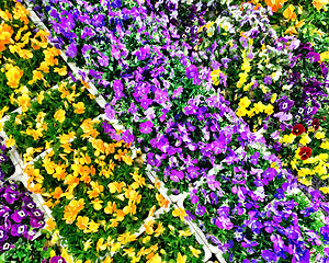 Image showing Colorful pansies in a flower shop