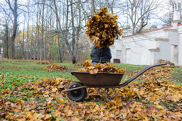 Image showing woman hold pile of dry autumn leaves near barrow 