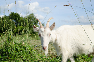 Image showing white goat in green meadow pasture 