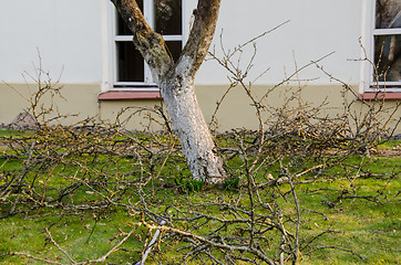 Image showing cut branches lie next to tree, garden spring work 