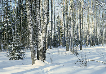 Image showing March in birch forest