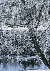 Image showing Frozen birch on the Luga-river