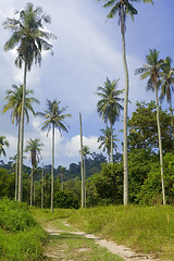 Image showing Coconut tree plantation

