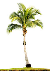 Image showing Palm tree isolated

