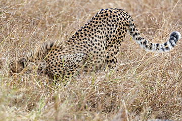 Image showing cheetah