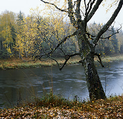 Image showing Rain on the Luga-River