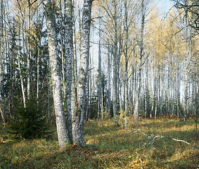 Image showing Autumn in the birch-forest