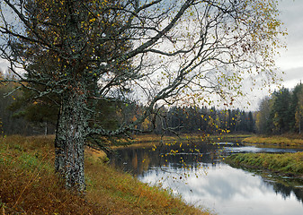 Image showing Autumn on the Luga-river