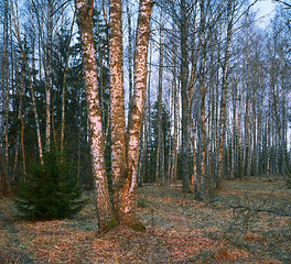 Image showing Sunrise in spring birch-forest