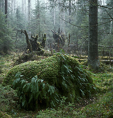 Image showing November in the wild wood