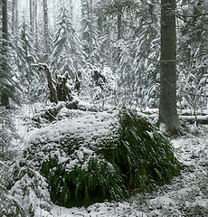 Image showing December in the wild wood