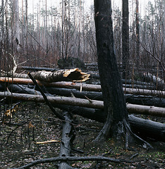 Image showing Wild-wood after fire