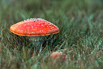 Image showing Red Mushroom 