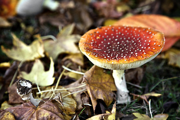 Image showing Mushroom