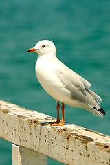 Image showing Seagull at the Beach