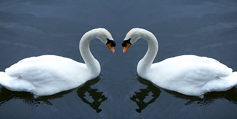 Image showing White Swans