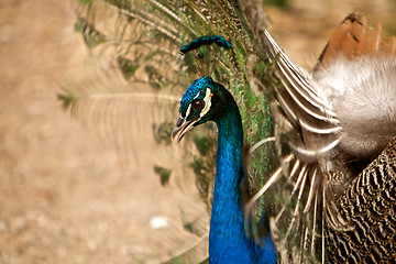 Image showing Beautiful peacock 