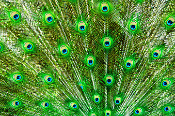 Image showing Peacock Feathers 