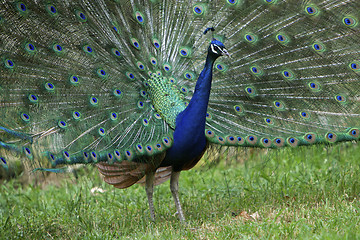 Image showing Peacock With Beautiful Colorful Feathers