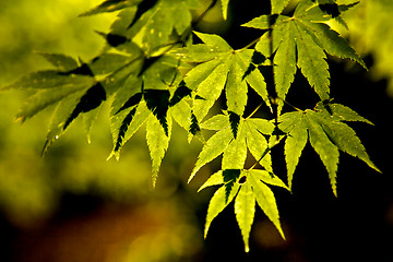 Image showing Maple leaves