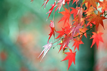 Image showing Autumn Colours on the Leaves