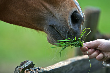 Image showing Horse Eating